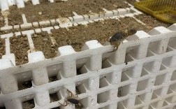 蝎子育苗有哪些关键技术？