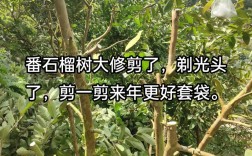 地石榴种植技术视频关键步骤有哪些？
