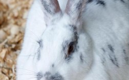 獭兔人工授精技术视频，关键步骤有哪些？