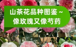 哪种茶花品种最好？看图识花推荐。