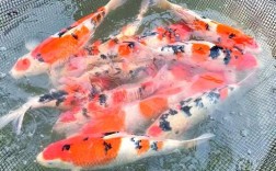 锦鲤家庭养殖技术视频，新手怎么学？