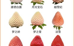 哪个品种的草莓比较大