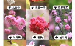 海棠树品种有哪些？