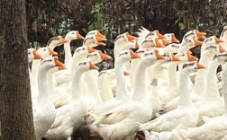 江苏鹅的品种有哪些