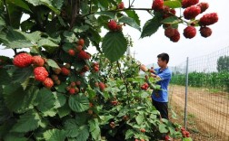 树莓种植技术视频上集讲了哪些要点？