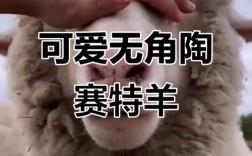 陶赛特羊品种有哪些？看图识别全吗？