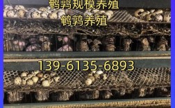 2025鹌鹑养殖技术有哪些新突破？