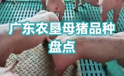 广东有哪些猪品种？