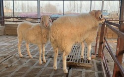 小尾寒羊冬季养殖要注意哪些技术？