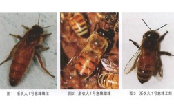 浙江种蜂场蜂王品种有哪些？