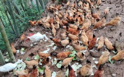 林地土鸡生态养殖技术，如何实现高产高效？