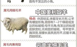 绵羊品种怎么选？看图鉴就够了吗？