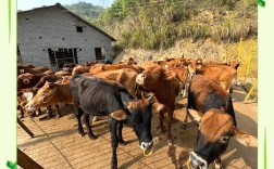 南方黄牛养殖技术视频，新手能学会吗？