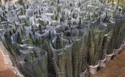 银脉虎皮兰是原始品种吗？