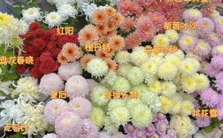 中国菊花品种名称大全有哪些？