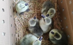 什么鹅苗品种长得最快？