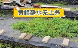 有土生态养殖黄鳝技术如何实现高效？