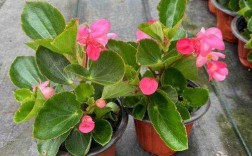 哪种海棠花有毒？