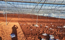 大棚种植玫瑰技术视频