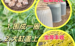 无上栽配蒜黄技术视频有何秘诀？