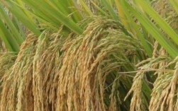 353水稻品种是什么？