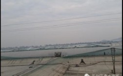 淡水虾工厂化养殖技术有哪些关键点？