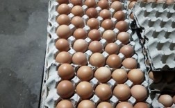 817鸡苗是哪个品种？