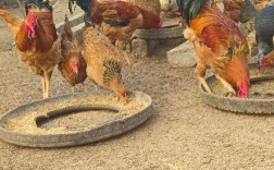 北方养殖市场哪些品种更具潜力？