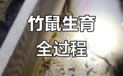 竹鼠幼鼠养殖技术要点有哪些？