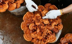 灵芝袋料种植视频怎么学？