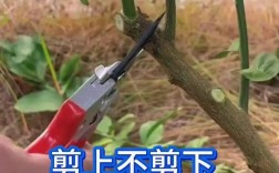 农广天地柑桔修剪技术