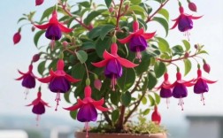 法国灯笼花有哪些品种？