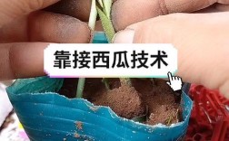 cctv7西瓜嫁接技术