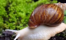 白玉蜗牛野外养殖技术有哪些关键要点？