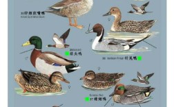 鸭子品种有哪些？看图识鸭全在这？