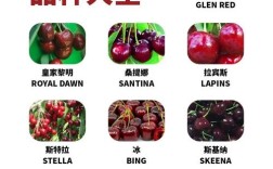 哪种樱桃品种最好吃？