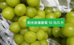 哪些葡萄品种耐阴，适合光照不足处种植？