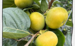 完全甜柿最好品种是哪个？