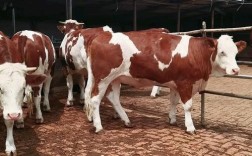 东北牛的品种图片大全