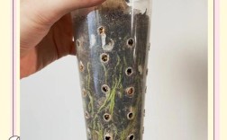 滴水观音怎么切能繁殖活？