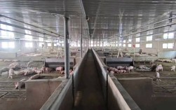 猪场建设怎么建？养猪技术视频教你。