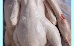 广东常见肉鹅品种有哪些？