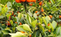 晚熟血橙有哪些品种？