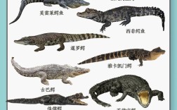 中国养殖鳄鱼什么品种