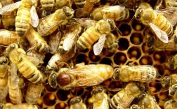 蜜蜂蜜王品种怎么选？