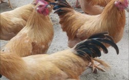 冬季农村散养鸡技术视频要点有哪些？