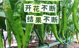 辣椒养殖管理技术视频有哪些要点？