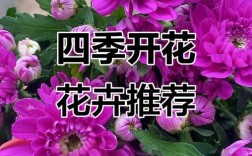 荷兰菊四季都能开花吗？