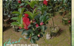 贵州茶花栽培管理技术有哪些要点？