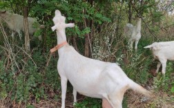 西农萨能奶山羊养殖技术